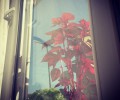 Roža na okenski polici