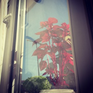 Roža na okenski polici
